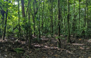 A view of Pohnpei's dense jungle forest, rich in biodiversity and cultural significance.