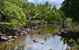 Tranquil mangrove lagoon near the ancient ruins of Nan Madol, surrounded by lush greenery in Pohnpei.