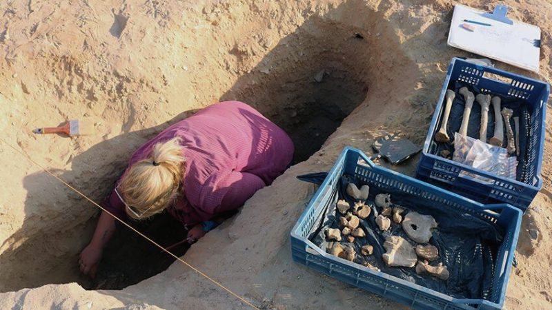 An archaeologist working inside a trench at Tell el Amarna, surrounded by trays of unearthed bones and artifacts, focusing on the excavation of non-elite burials.