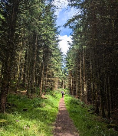 Sunlit forest pathway with tall trees on both sides, symbolizing a peaceful walk and the reflective process of adjusting back to life after field school