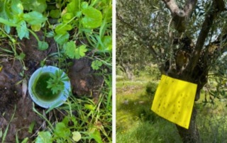 A combination of ground and hanging traps used to sample olive grove biodiversity on Lesvos, Greece, for sustainable agriculture research.