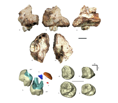 DNH83_maxilla_SouthAfrica Fossil images and 3D models of the DNH 83 infant maxilla from South Africa