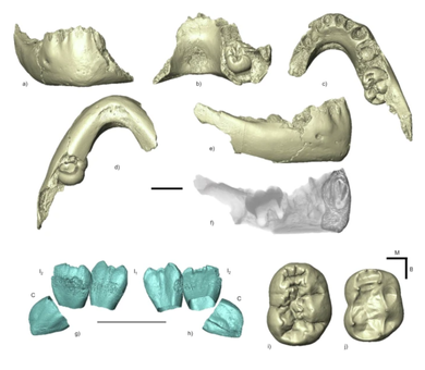 KW7000_mandible_Kromdraai 3D models and views of the KW 7000 mandible from South Africa's Kromdraai site